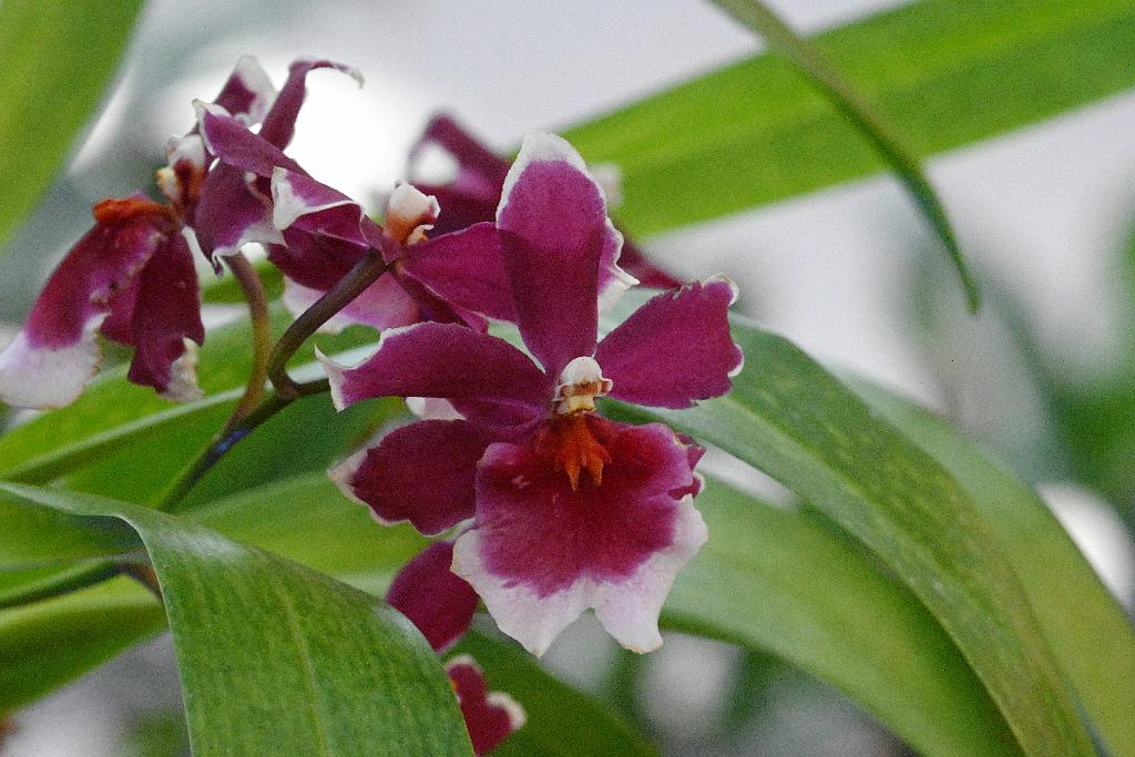 2025-02226049 Tower Hill Botanic Garden, MA.JPG - Orchid (Oncidopsis Crimson Pride). New England Botanic Garden at Tower Hill, MA, 2-22-2025